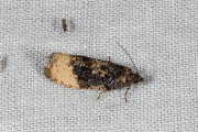 Grote witvlakbladroller / Buff-tipped Marble (Hedya ochroleucana), micro