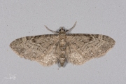 Guldenroededwergspanner / Golden-rod Pug (Eupithecia virgaureata)