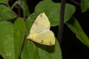 Hagedoornvlinder / Brimstone Moth (Opisthograptis luteolata)