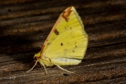 Hagedoornvlinder / Brimstone Moth (Opisthograptis luteolata)