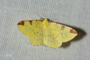 Hagedoornvlinder / Brimstone Moth (Opisthograptis luteolata)