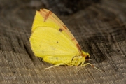 Hagedoornvlinder / Brimstone Moth (Opisthograptis luteolata)