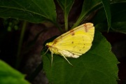 Hagedoornvlinder / Brimstone Moth (Opisthograptis luteolata)