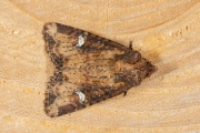 Halmrupsvlinder of Weidehalmuiltje / Common Rustic or Lesser Common Rustic (Mesapamea secalis / secalella)