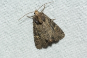 Halmrupsvlinder of Weidehalmuiltje / Common Rustic or Lesser Common Rustic (Mesapamea secalis / secalella)