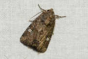 Halmrupsvlinder of Weidehalmuiltje / Common Rustic or Lesser Common Rustic (Mesapamea secalis / secalella)