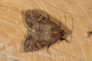 Halmrupsvlinder of Weidehalmuiltje / Common Rustic or Lesser Common Rustic (Mesapamea secalis / secalella)