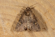 Halmrupsvlinder of Weidehalmuiltje / Common Rustic or Lesser Common Rustic (Mesapamea secalis / secalella)