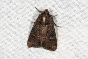 Halmrupsvlinder of Weidehalmuiltje / Common Rustic or Lesser Common Rustic (Mesapamea secalis / secalella)