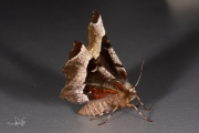 Halvemaanvlinder / Purple Thorn (Selenia tetralunaria)