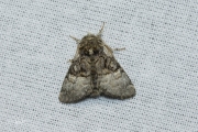 Hazelaaruil / Nut-tree Tussock (Colocasia coryli)