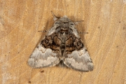 Hazelaaruil / Nut-tree Tussock (Colocasia coryli)