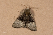 Hazelaaruil / Nut-tree Tussock (Colocasia coryli)