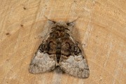 Hazelaaruil / Nut-tree Tussock (Colocasia coryli)