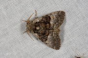 Hazelaaruil / Nut-tree Tussock (Colocasia coryli)