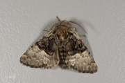 Hazelaaruil / Nut-tree Tussock (Colocasia coryli)