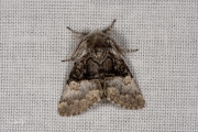 Hazelaaruil / Nut-tree Tussock (Colocasia coryli)