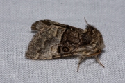 Hazelaaruil / Nut-tree Tussock (Colocasia coryli)