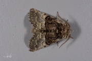 Hazelaaruil / Nut-tree Tussock (Colocasia coryli)