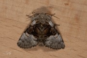 Hazelaaruil / Nut-tree Tussock (Colocasia coryli)