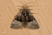 Hazelaaruil / Nut-tree Tussock (Colocasia coryli)