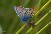 Heideblauwtje / Silver-studded Blue (Plebejus argus)