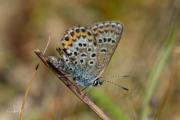 Heideblauwtje / Silver-studded Blue (Plebejus argus)