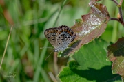 Heideblauwtje / Silver-studded Blue (Plebejus argus)