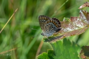 Heideblauwtje / Silver-studded Blue (Plebejus argus)