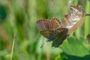 Heideblauwtje / Silver-studded Blue (Plebejus argus)