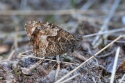 Heivlinder / Grayling (Hipparchia semele)