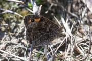 Heivlinder / Grayling (Hipparchia semele)