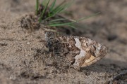 Heivlinder / Grayling (Hipparchia semele)