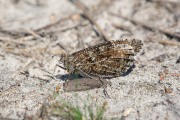 Heivlinder / Grayling (Hipparchia semele)