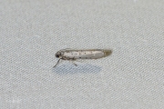 Hemelsleutelstippelmot (Yponomeuta sedella)