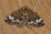 Hennepnetelspanner / Small Rivulet (Perizoma alchemillata)