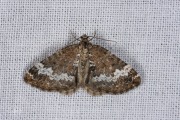 Hennepnetelspanner / Small Rivulet (Perizoma alchemillata)