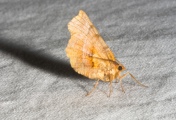 Herculesje / Early Thorn (Selenia dentaria)