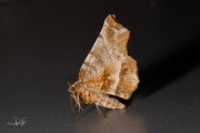 Herculesje / Early Thorn (Selenia dentaria)