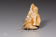 Herculesje / Early Thorn (Selenia dentaria)