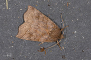 Heremietuil / Double Kidney (Ipimorpha retusa)