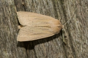 Herfstrietboorder / Large Wainscot (Rhizedra lutosa)