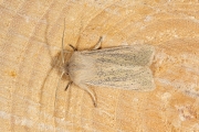 Herfstrietboorder / Large Wainscot (Rhizedra lutosa)