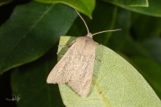 Herfstrietboorder / Large Wainscot (Rhizedra lutosa)