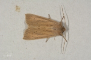 Herfstrietboorder / Large Wainscot (Rhizedra lutosa)