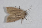 Herfstrietboorder / Large Wainscot (Rhizedra lutosa)