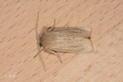 Herfstrietboorder / Large Wainscot (Rhizedra lutosa)