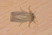 Herfstrietboorder / Large Wainscot (Rhizedra lutosa)