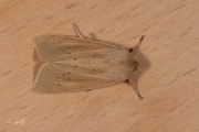 Herfstrietboorder / Large Wainscot (Rhizedra lutosa)