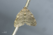 Herfstspanner / November Moth (Epirrita dilutata)